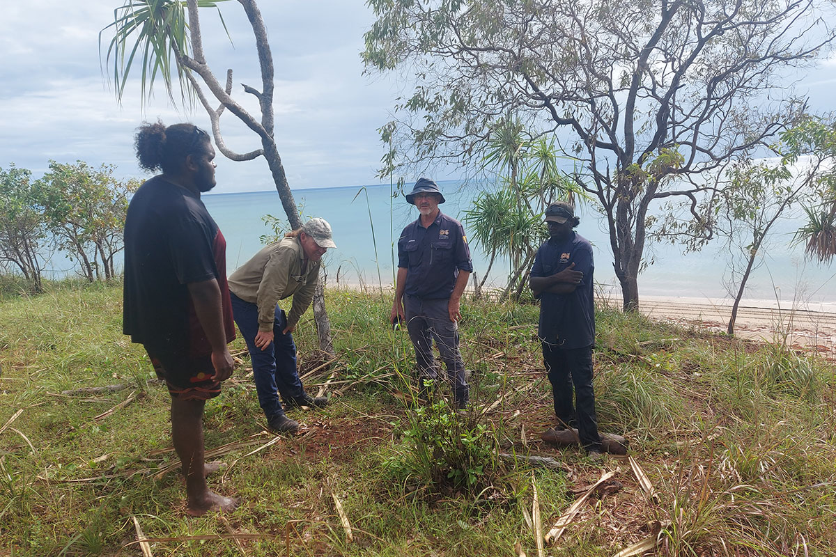 Garngi NLC Rangers and Weed Officer, Russel O’Regan inspecting first Siam weed plant found.