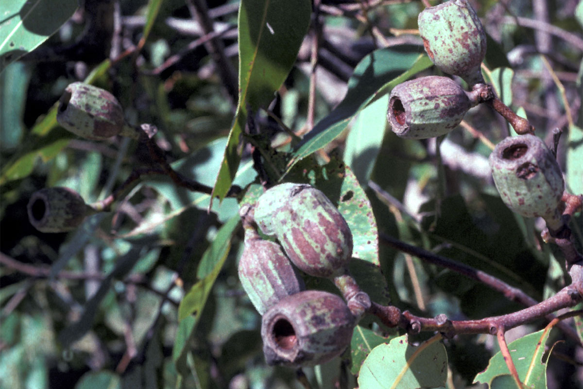 Large woody fruit of Swamp Bloodwood (Corymbia ptychocarpa)