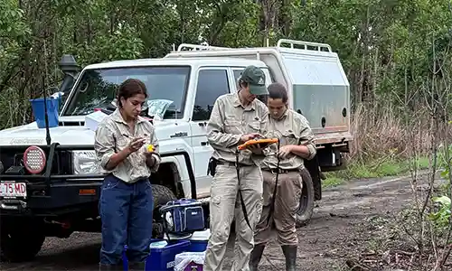 Targeted eradication efforts have resulted in 13 feral pigs being trapped and removed from Leanyer.