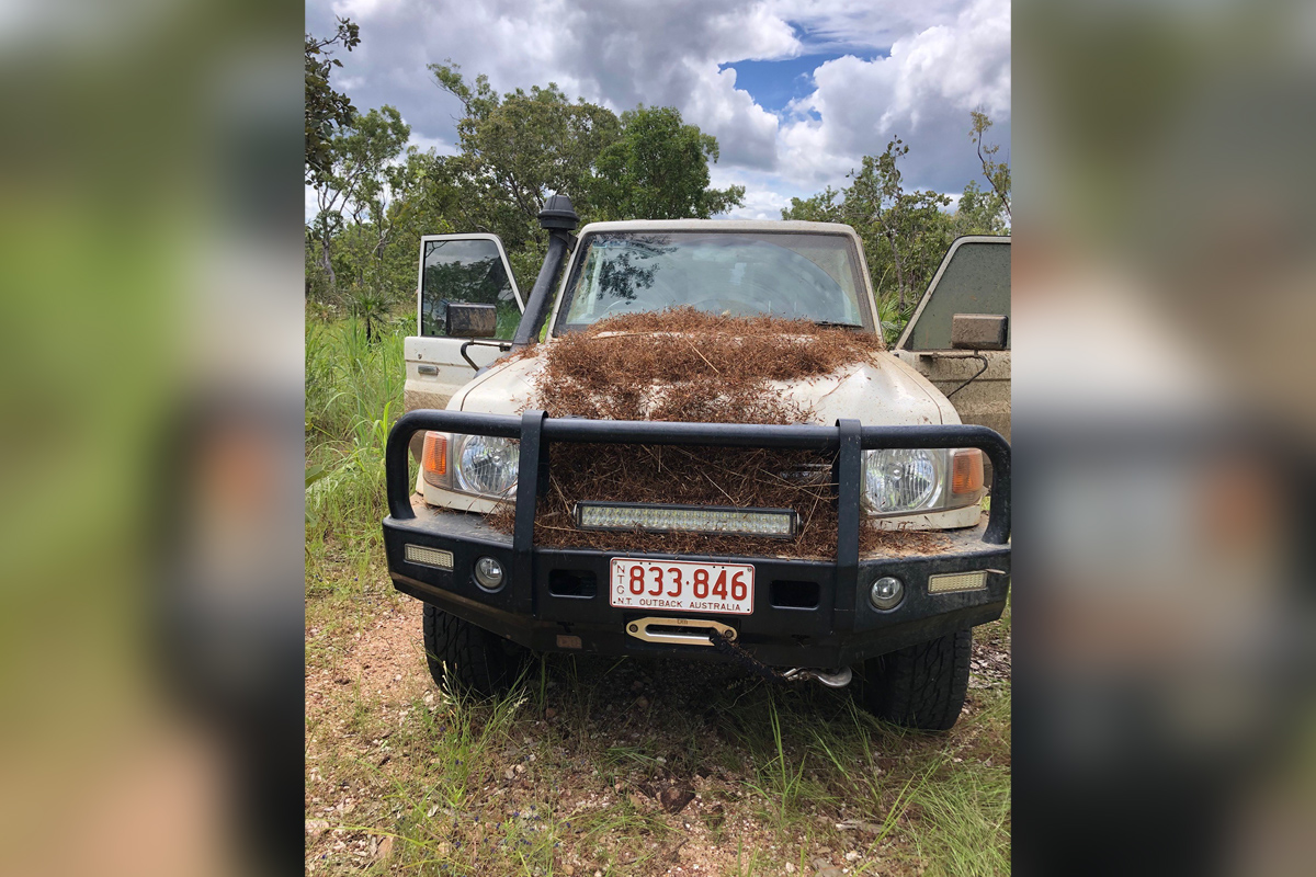 Spear grass (Sorghum intrans) seeds covering work vehicle.