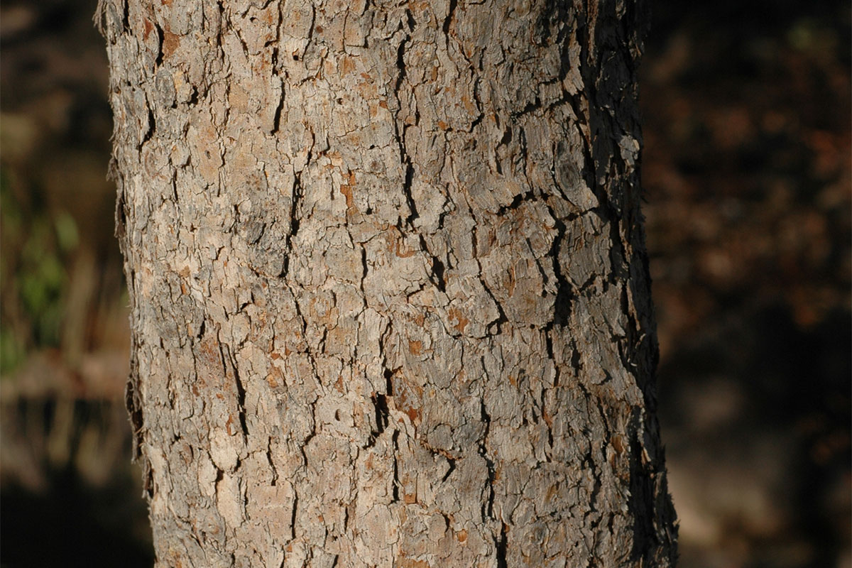 Rough bark on trunk of Katherine Gorge Bloodwood (Corymbia arnhemensis)