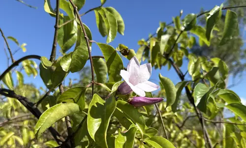 Rubber vine