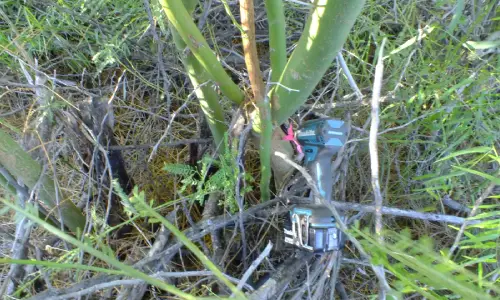 Drilling into the Parkinsonia stem to insert a biocontrol capsule.