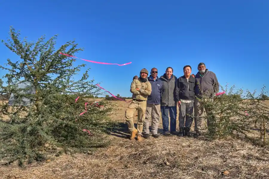 NT Weed Management Branch and Biosecurity Queensland during the novel release of gall-inducing thrips on prickly acacia, Barkly Region, July 2026.