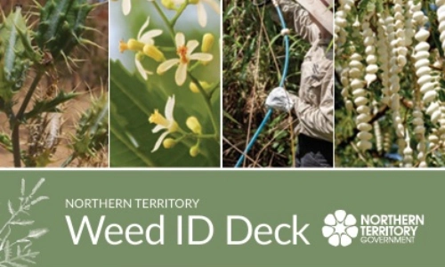 Glovebox Northern Territory Weed ID Deck.