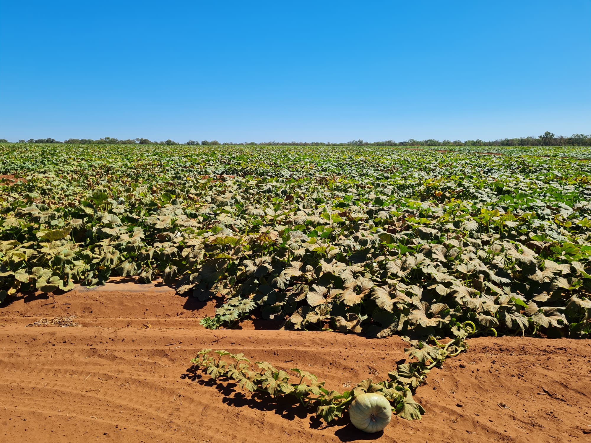 Licence holder inspections in the Mataranka region