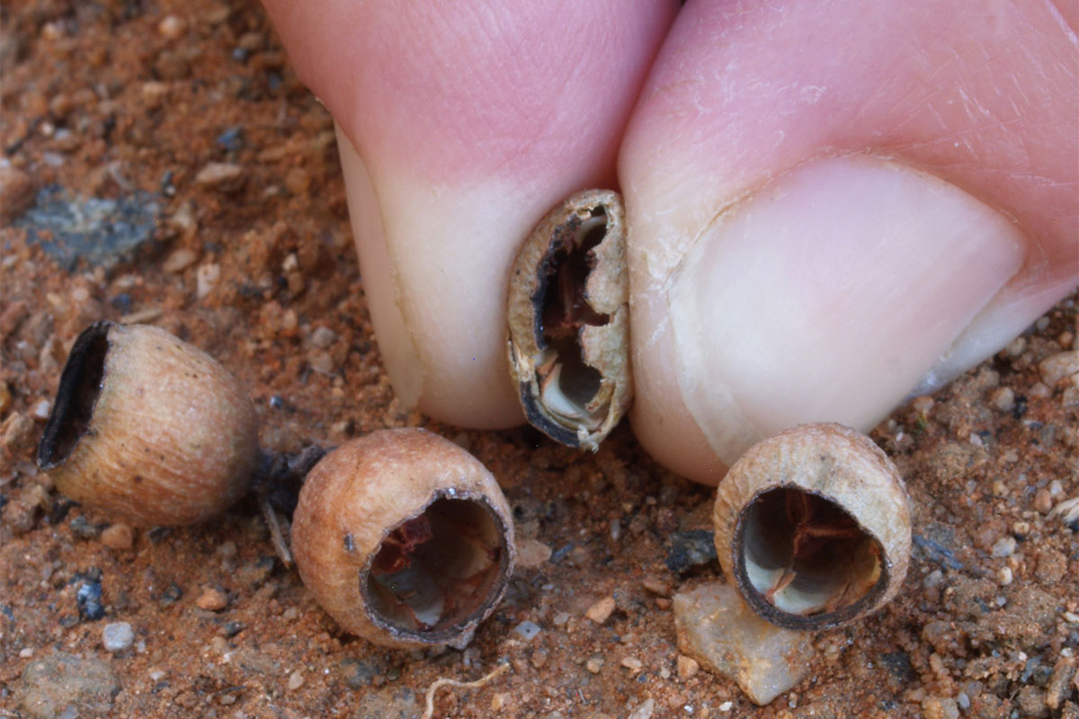 Fruit of Ghost Gum (Blakella apparerinja) showing thin textured walls easily compressed between the fingers.