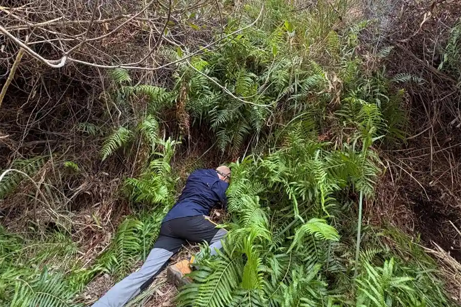 Dr Frank Köhler searching for land snails at Stokes Gorge, one of the sites being managed for Buffel Grass as part of the Priority Places project.