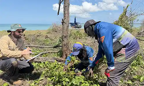 Collection of data and genetic samples of Siam weed (Chromolaena odorata) by the Weed Management Branch, Garngi Rangers, and Northern Land Council as part of biocontrol research.