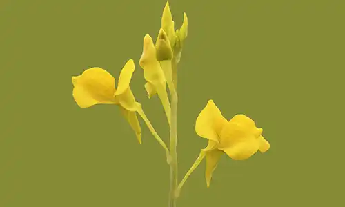 Golden Utricularia odorata prefers the deep sands of Darwin’s sandsheet wetlands.