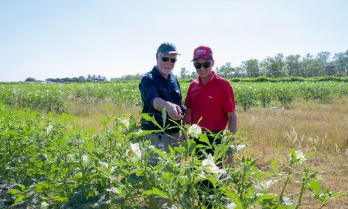 Controller and Chris discussing Okra.
