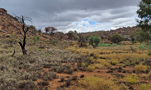 The boundary of a site managed by volunteers from Alice Springs Landcare, buffel to the left, billy buttons to the right.