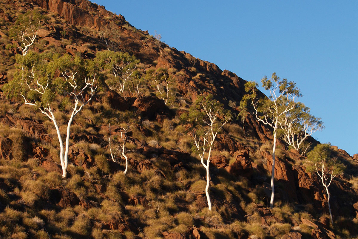 White Ghost Gums (Blakella aparrerinja) at Mt Campbell in Central Australia.