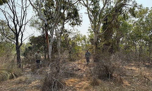 Weed Management Branch Staff inspect a rubber vine (Cryptostegia grandiflora) infestation near the QLD/NT border.
