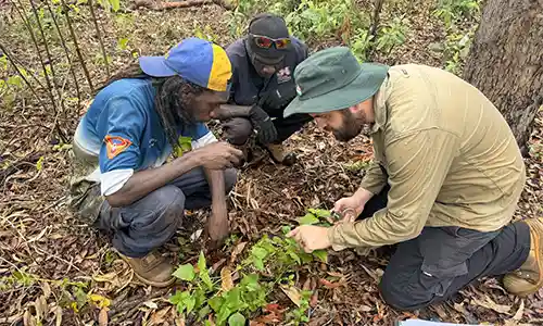 Collection of data and genetic samples of Siam weed (Chromolaena odorata) by the Weed Management Branch, Garngi Rangers, and Northern Land Council as part of biocontrol research.