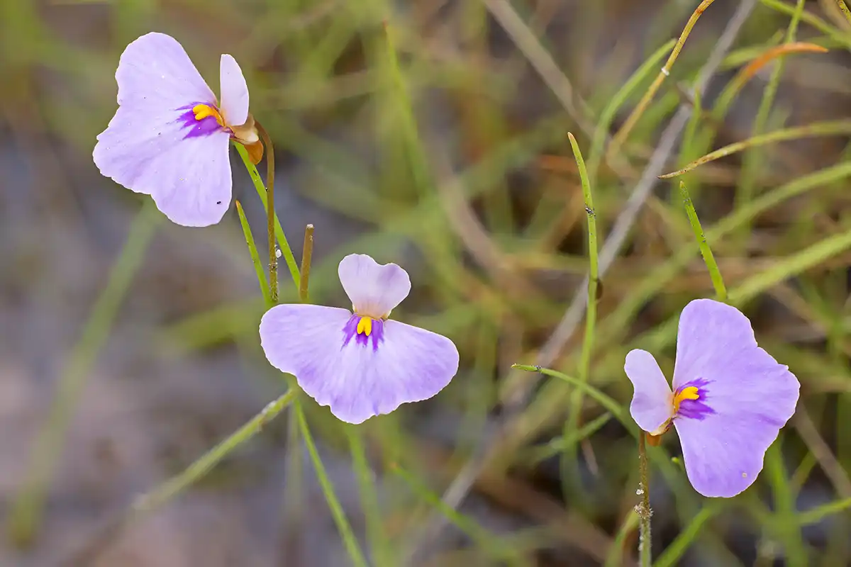 Purple-skirted Utricularia brennanii flower early in the wet season, one of the first bladderworts to do so in the season.