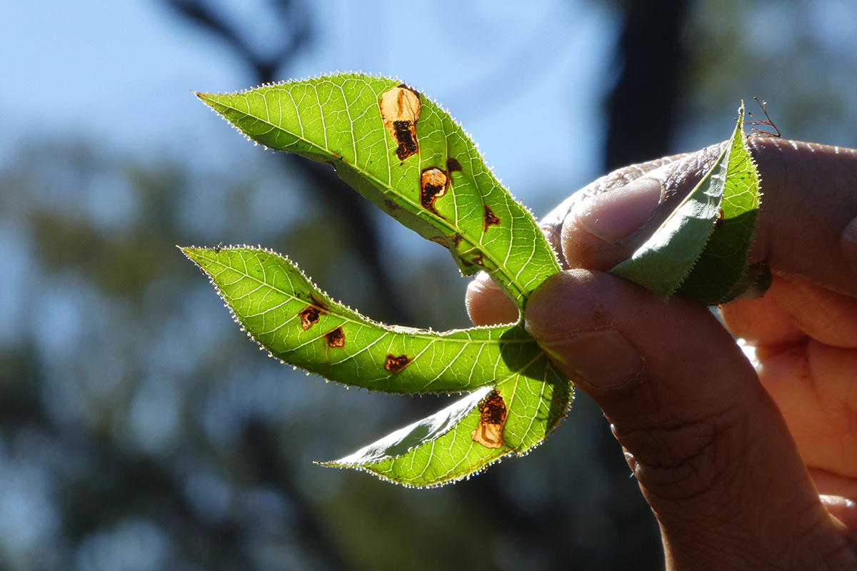 Northern Territory release of the long awaited biological control agent for bellyache bush – Stomphastis thraustica