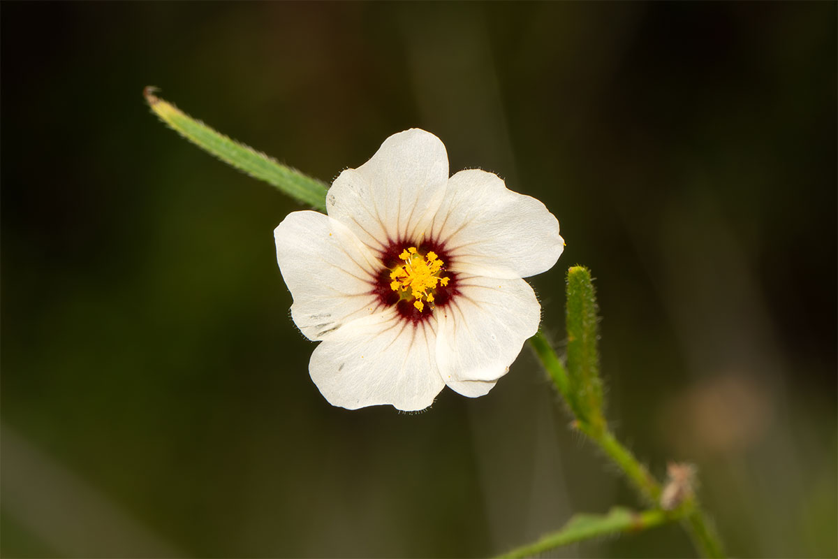 Flaxleaf Fanpetal (Sida linifolia) open flower.