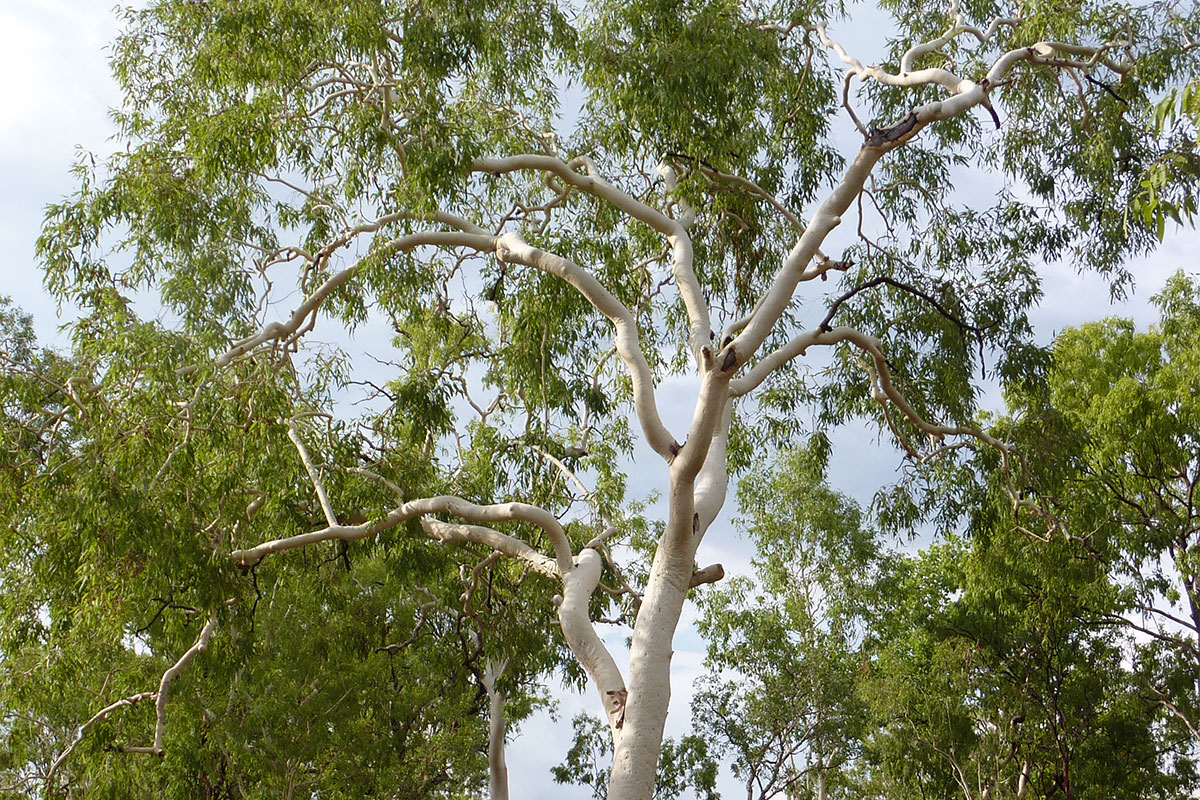 Weeping Ghost Gum (Blakella bella) showing smooth, powdery white bark.