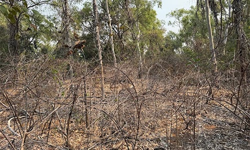 Rubber vine (Cryptostegia grandiflora) infestation near the NT/QLD border.