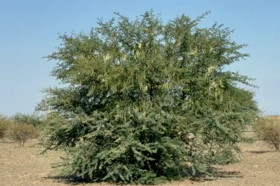Mature prickly acacia tree