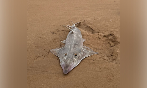 Rarely seen Bottlenose Wedgefish washes up on Casuarina Beach