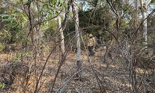 Rubber vine (Cryptostegia grandiflora) infestation near the NT/QLD border.