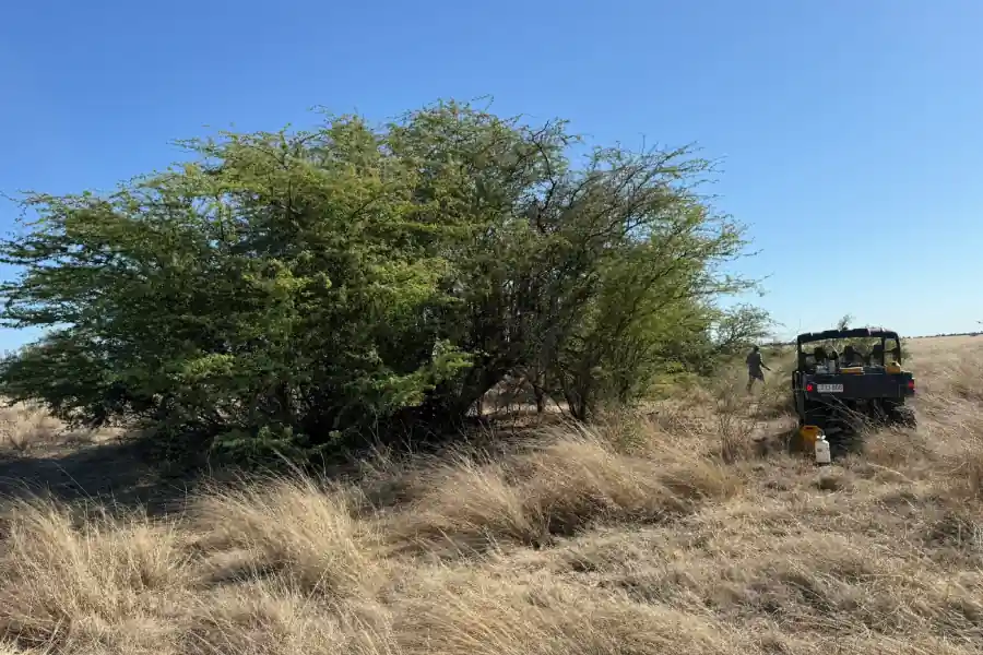 Mature mesquite tree