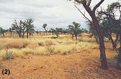 Image showing older grass and soil surface intact