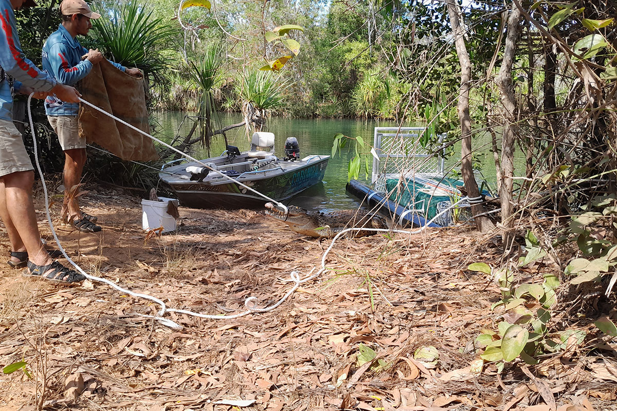 Crocodile Management Team members Kelly and Jaylen safely remove a crocodile from a trap.