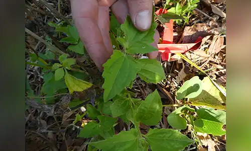 Siam weed seedling being measured on Croker Island before the upcoming release of the biocontrol agent