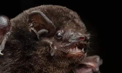 New bat species confirmed for northern Australia