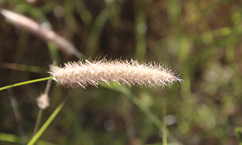 Buffel grass management Have Your Say Now Open