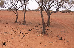 Image 1km away from the watering point  sand drifts across adjacent cattle pads