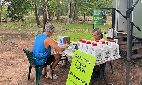 Gamba grass weed management assistance available from Freds Pass Reserve.
