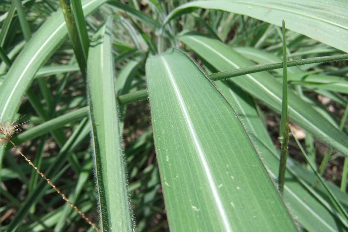 Gamba Grass Annual Report 2023