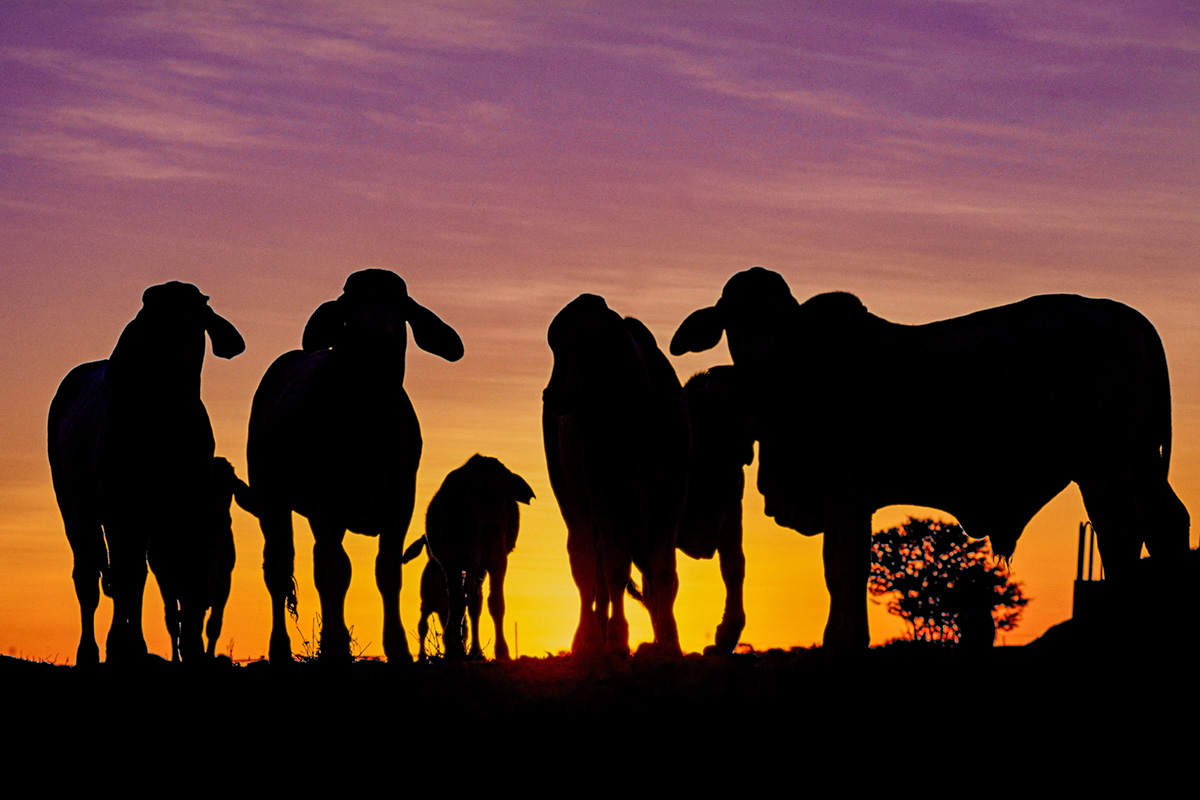 livestock
