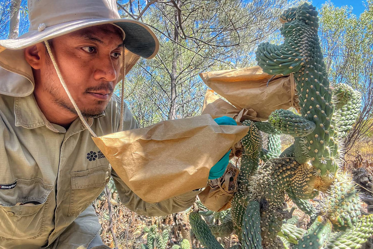 Man releasing Coral Cactus Cholla bug