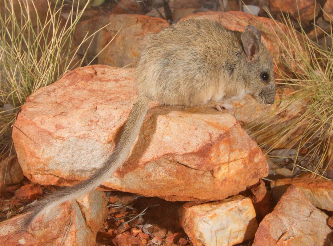 Threatened species such as the Central Rock-rat will benefit from an integrated approach to threat abatement