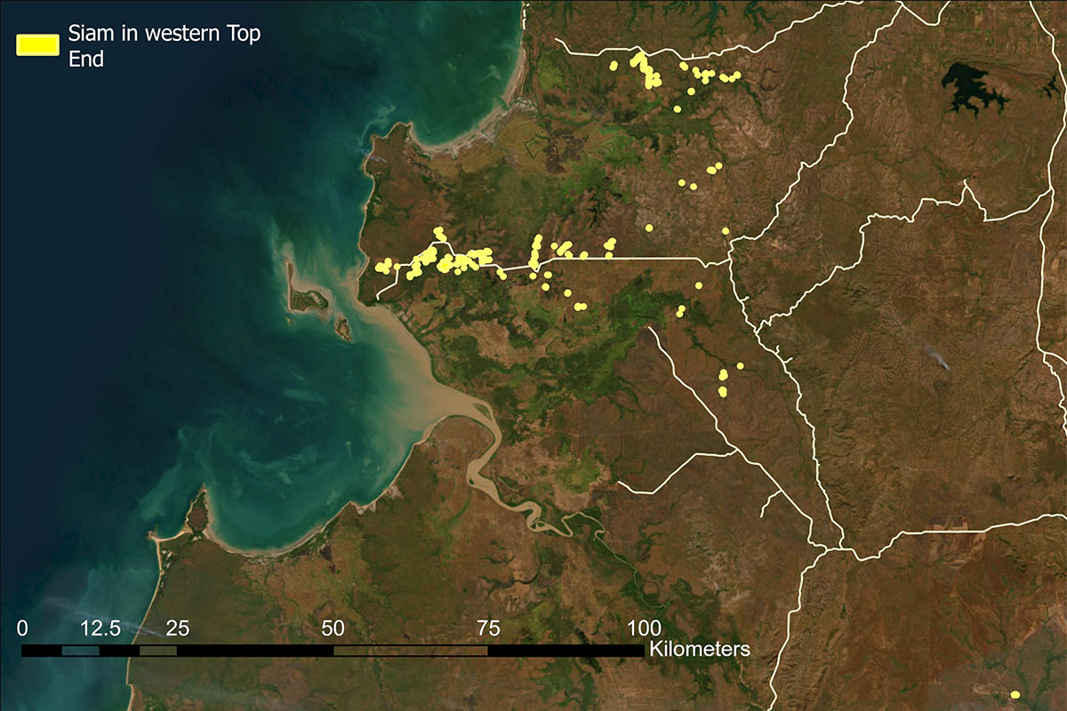 Figure 1. Siam in the Western Top End as of October 2024