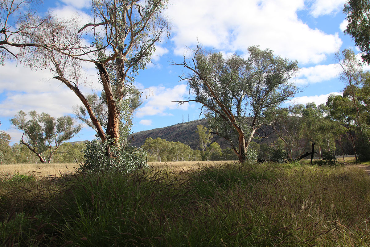 Into the weeds: Building Buffel management capacity.