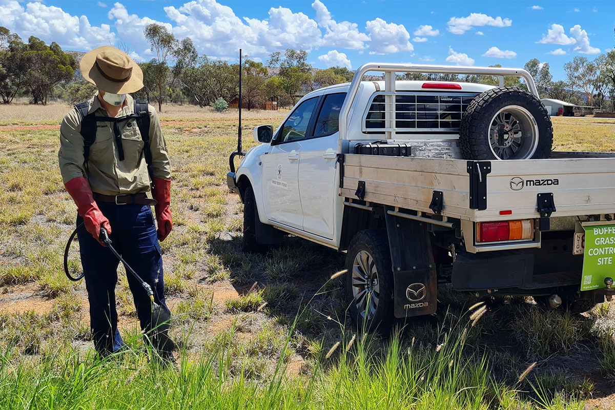 Into the weeds: Building Buffel management capacity.
