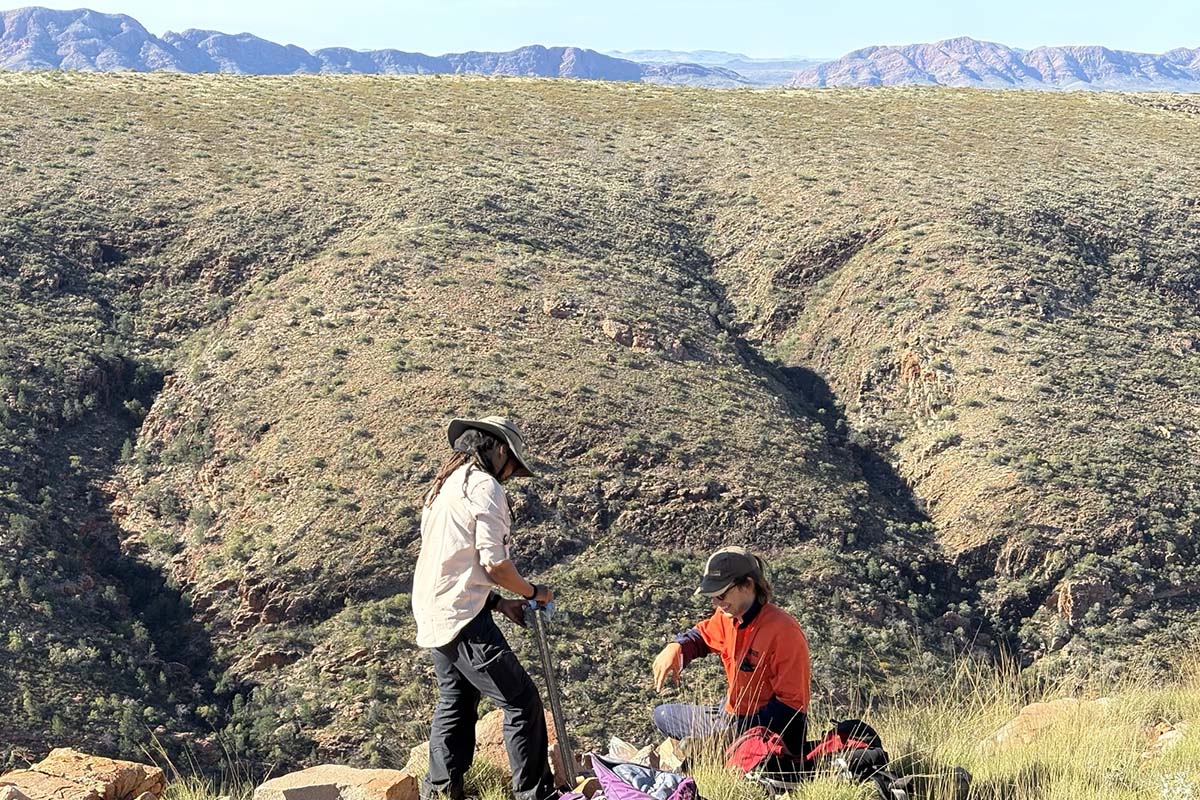 With the assistance of a helicopter, FelixerTM Cat Grooming Traps were deployed in threatened species habitat in Tjoritja/West MacDonnell National Park.