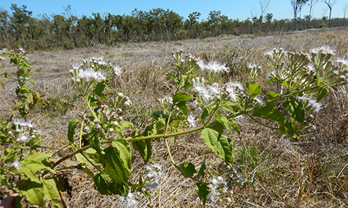 Siam weed in flower.