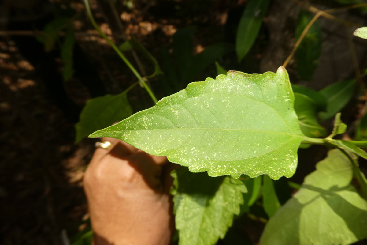 Close up on Siam weed leaf. 